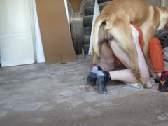 A lustful owner allows his K9 to fuck his ass.